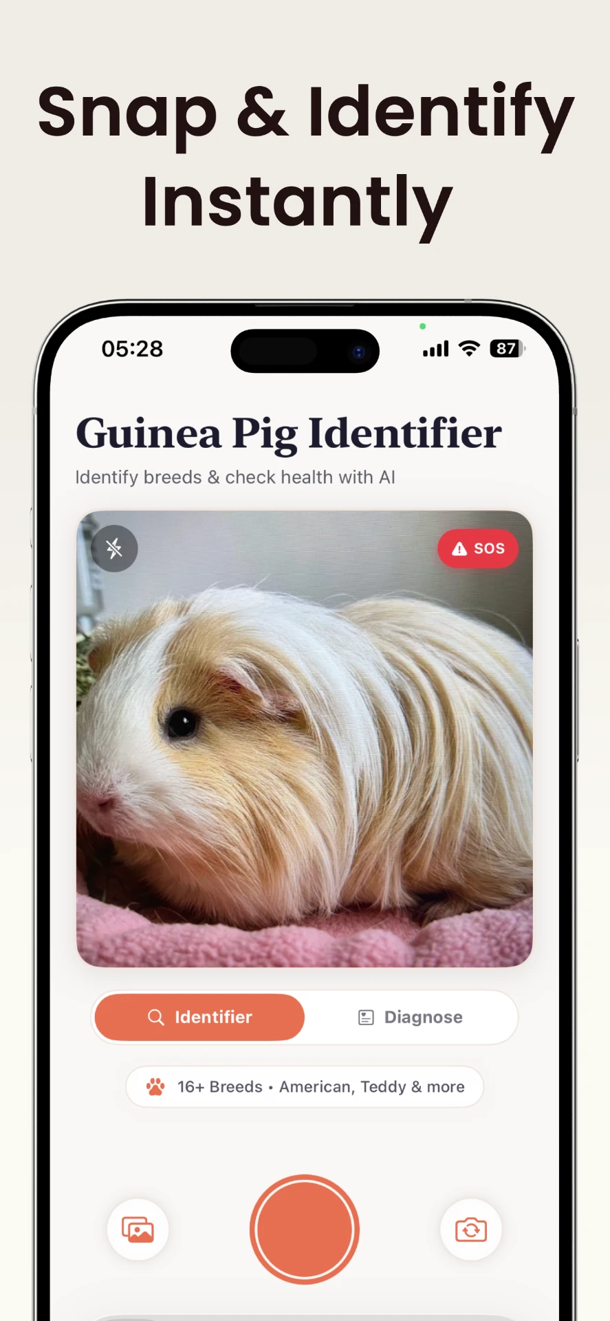 Snap a photo of a guinea pig to identify it in the Wheeky Identifier app